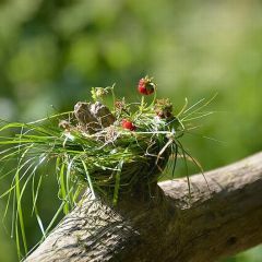Amuse-Gueule