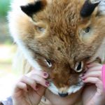 Bekanntschaft mit dem Fuchs 2