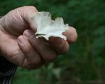 Beutetier Habicht Knochenrest mit Schnabelspur