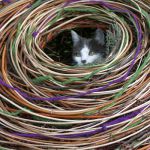 Cats home 1