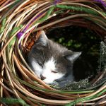 Cats home 2