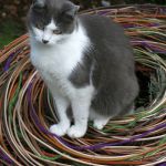 Cats home 3
