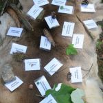 Den Wald entdecken