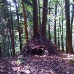 Im Reich der Zauberer und Waldschrate