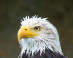 Kuenstler der Luefte 2