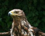 Kuenstler der Luefte 3