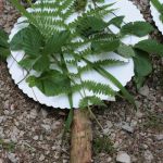 Mein Baum ist gruen!