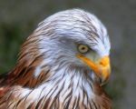 Neue Weggefaehrten 2