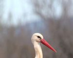 Storch1
