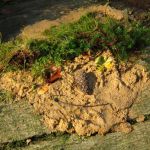 Baumgeister aus Lehm