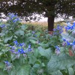 Der Borretsch blueht!