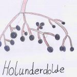 Holunder Detail Dolde ( 5.Klasse)