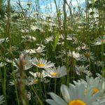 IMG 20190530 173524 HDR
