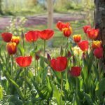 Im Fruehblueherbeet strahlen die-Farben um die Wette
