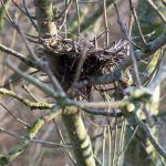 Lebensraum Hecke Amselnest