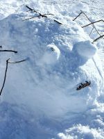 Schneespinne