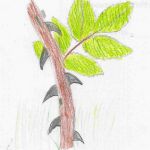 Stachelroeschen Detailzeichnung 6.Klasse