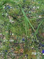 Wiesenwolke